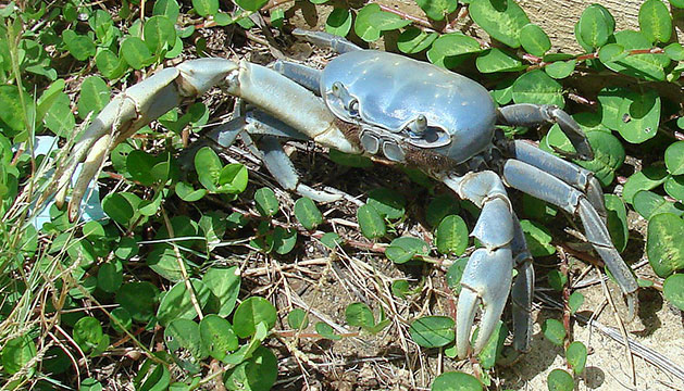 Earth Mission y Acuario de Veracruz emprenden campaña para reproducción de cangrejo azul