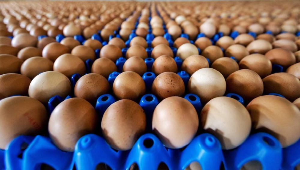 Confiscan miles de huevos en Italia por sospechas de contaminación