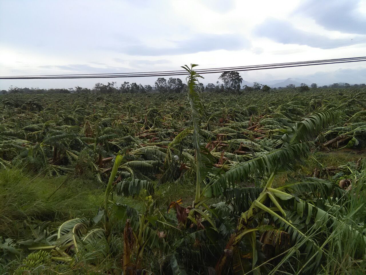 Pérdida total en más de mil hectáreas de plátano, en San Rafael