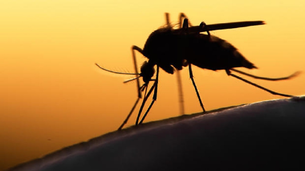 Científicos brasileños descubren bloqueador de reproducción del zika