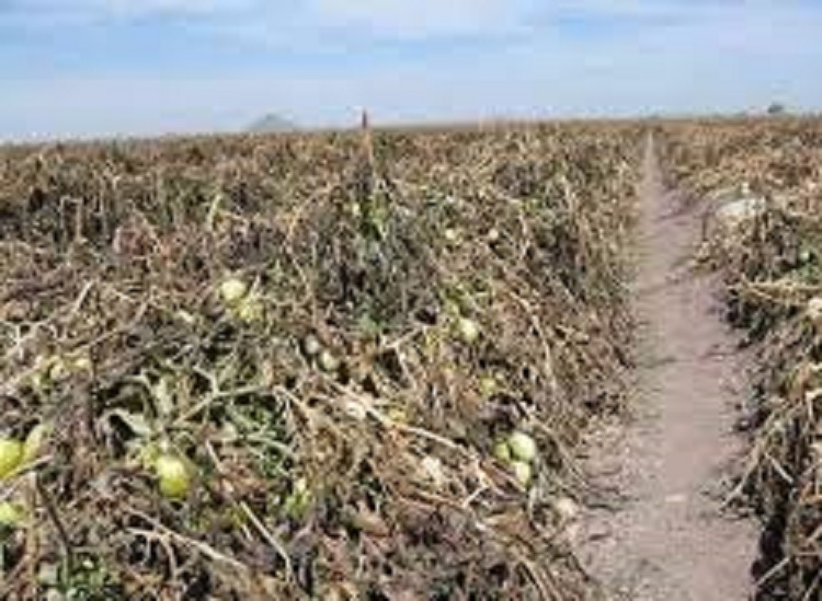 INPI solicitará recursos del Fonden para cultivos de comunidades indígenas