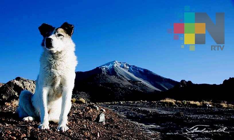 El Pico de Orizaba pierde a su guardián, Citla; murió este jueves