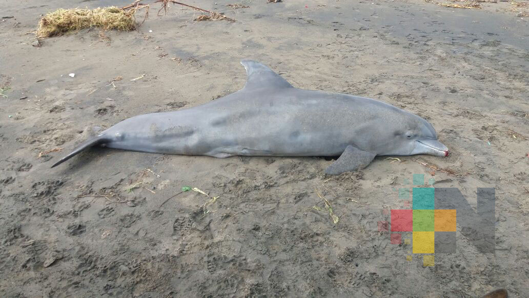 Encuentran delfín muerto en Tecolutla