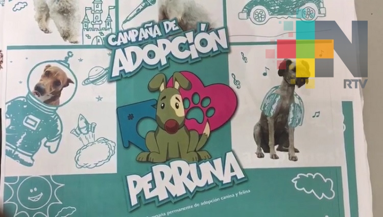 Realizarán campaña masiva de adopción de perros y gatos en Córdoba