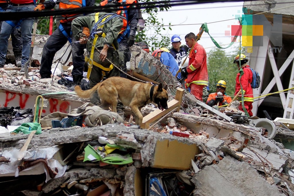 Perros rescatistas, los héroes que salvan vidas tras el terremoto