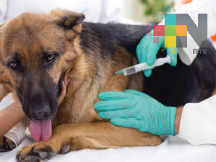 Urgente que autoridades de Coatzacoalcos actualicen reglamento de protección a los animales