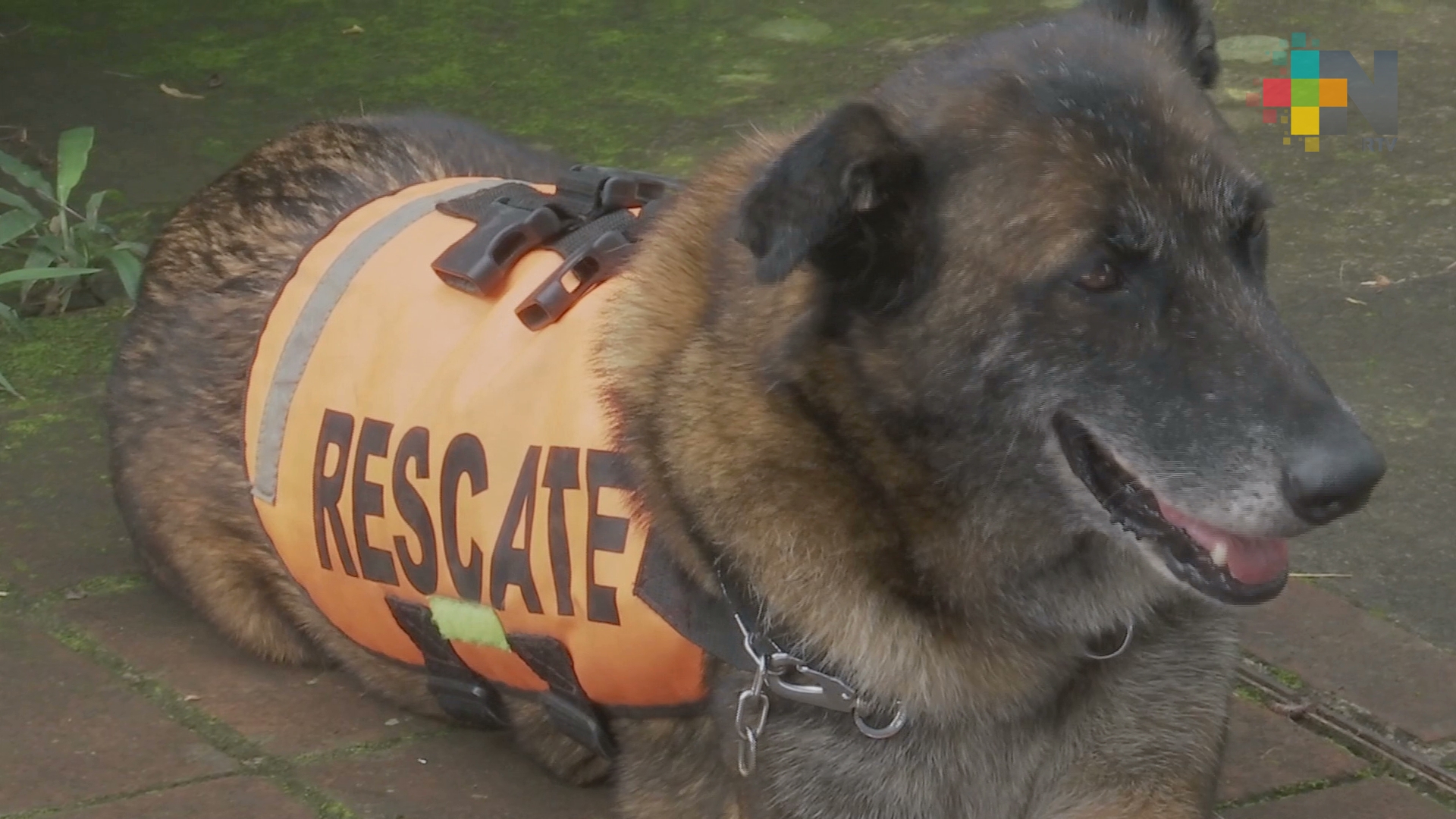 Perros rescatistas de Xalapa realizaron labor extraordinaria de búsqueda y rescate en CDMX