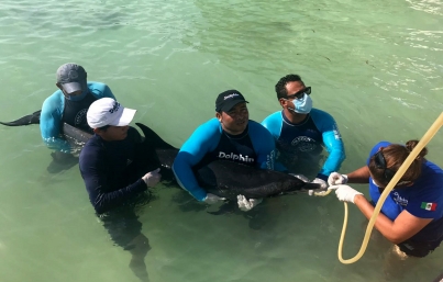 Más de mil mamíferos han varado en costas mexicanas en últimos seis años