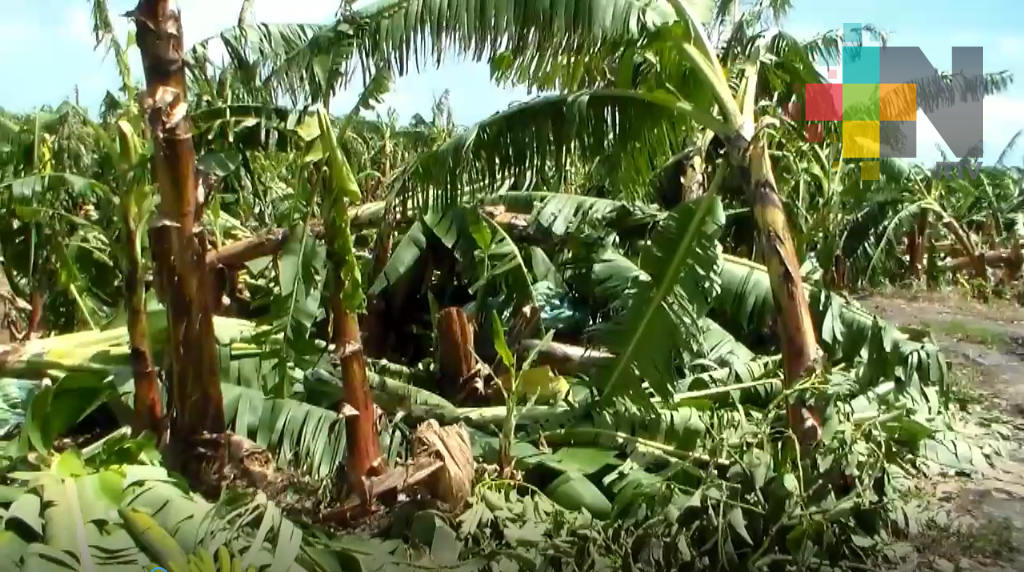 Productores de plátano de la región de San Rafael necesitan recursos para recuperar cultivos