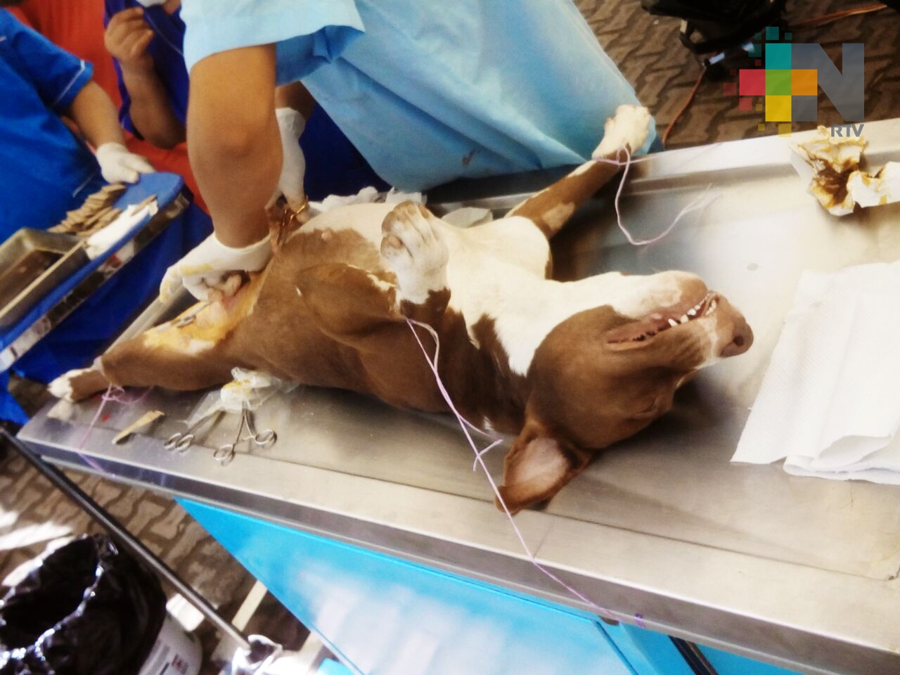 Esterilización temprana, la mejor prevención de enfermedades en perros y gatos: UNAM