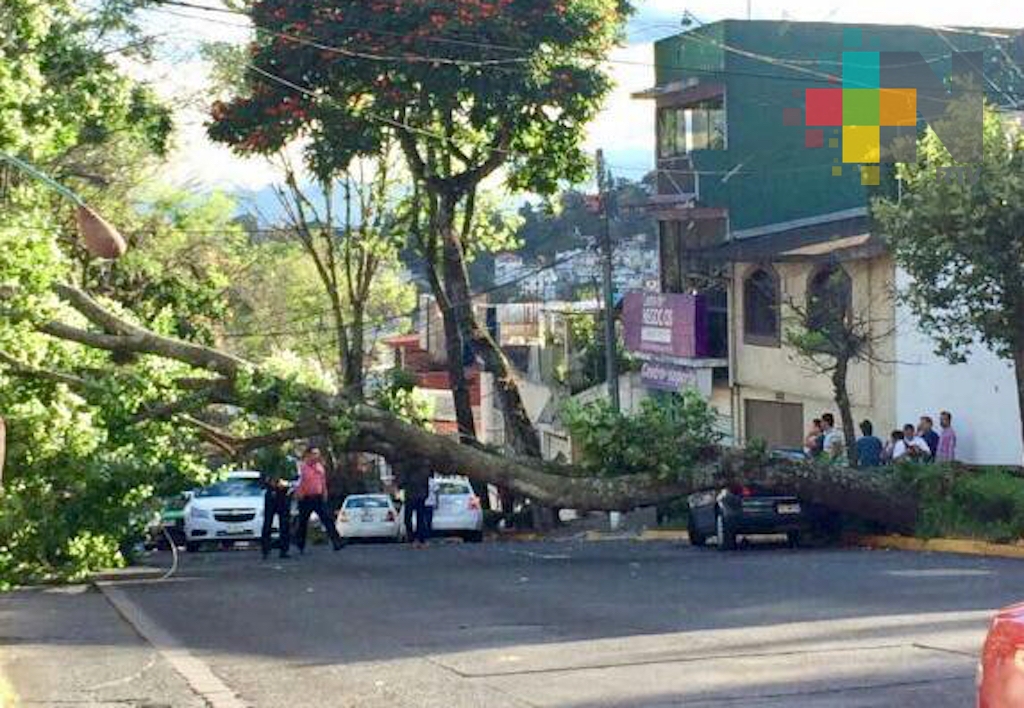 Viento tira un árbol y daña espectaculares en Xalapa