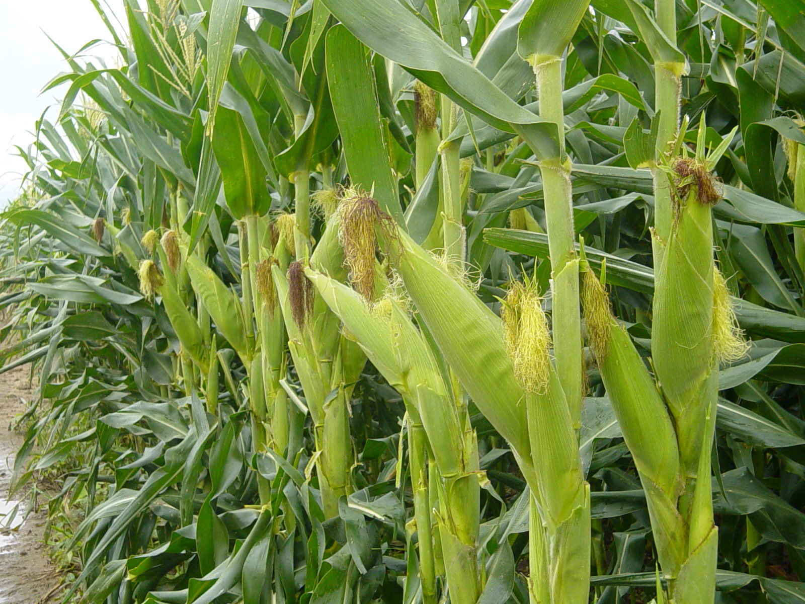 Productores de maíz piden a candidatos volteen a ver al campo