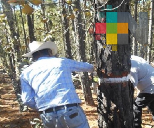 Capacitan a técnicos en Modelos Biométricos Forestales