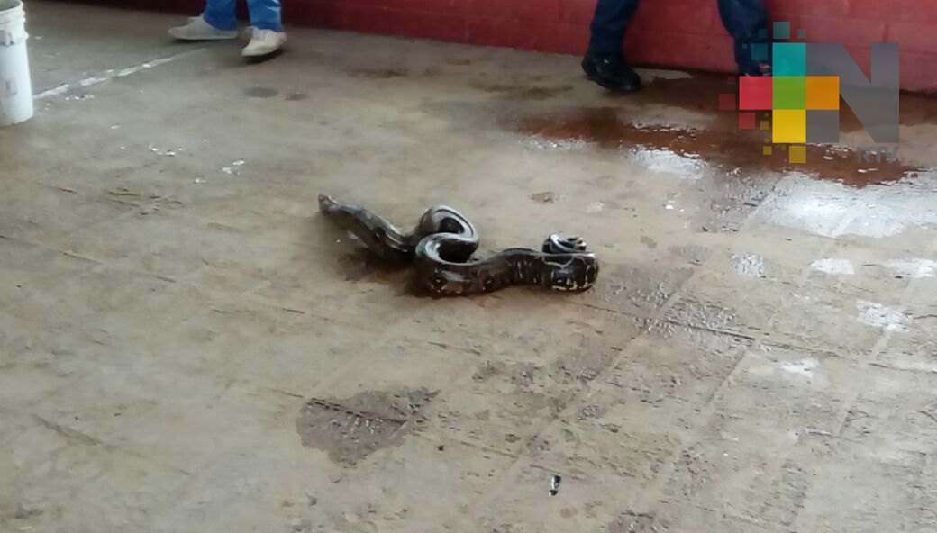 Capturan boa constrictor dentro de empresa de Coatzacoalcos