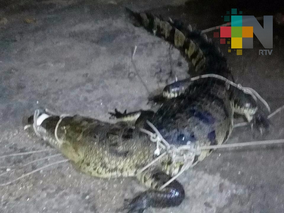 Alerta bomberos sobre aparición de reptiles en zonas bajas de Coatzacoalcos