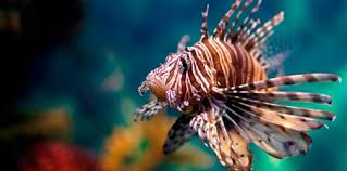 Conabio propone soluciones ante la presencia de especies invasoras en México