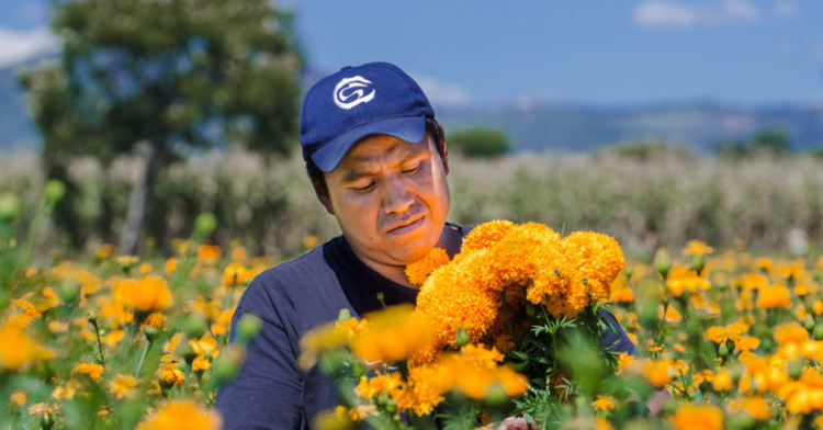 Vendedores de flores esperan con mucha expectativa las festividades de Todos Santos