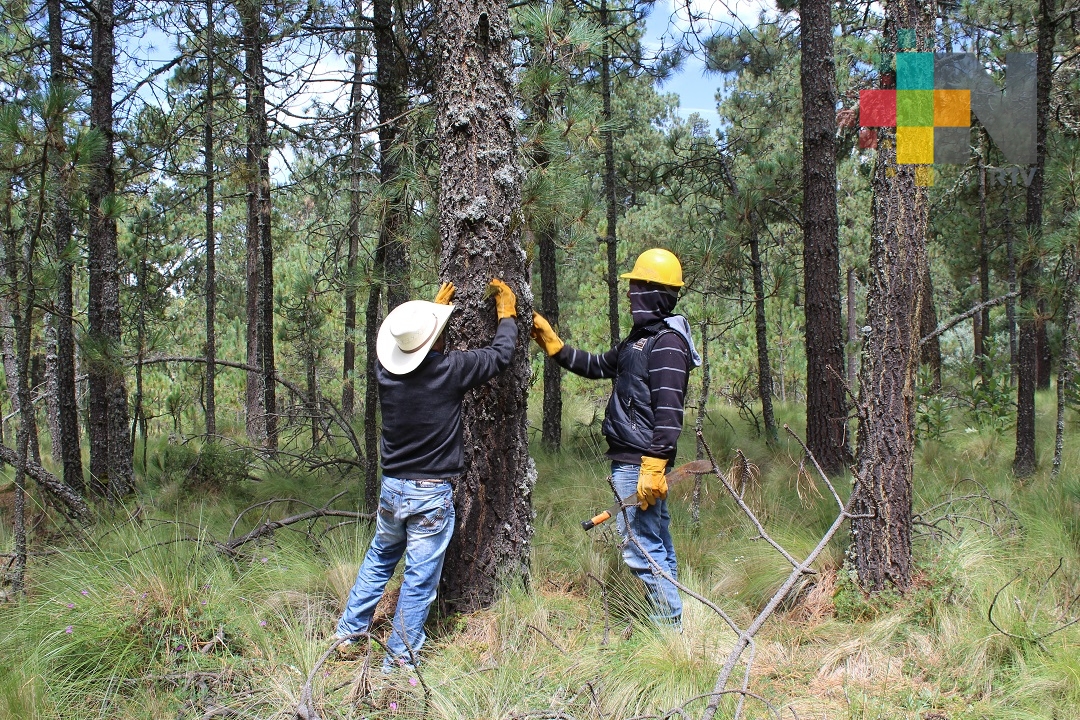 Brigadas de Sanidad Forestal controlan “plantas vampiras” en bosques de Piñón en Jalacingo