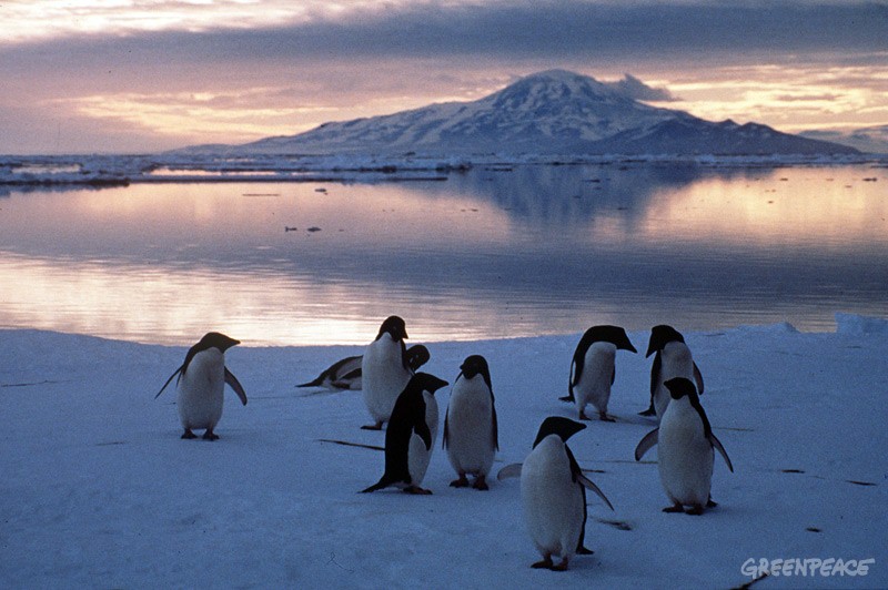 Pingüinos deben tener área protegida tras catastrófica muerte de crías