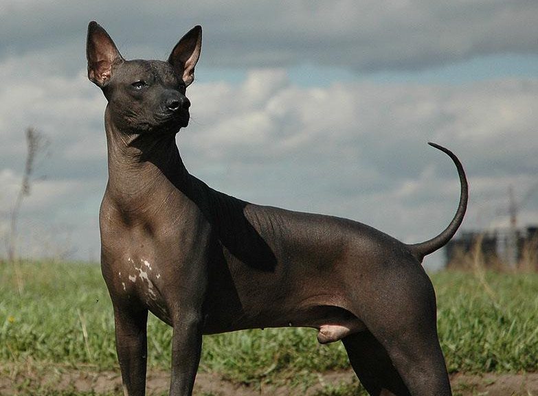 En el MAX, exposición temporal sobre la raza canina mexicana xoloitzcuintle