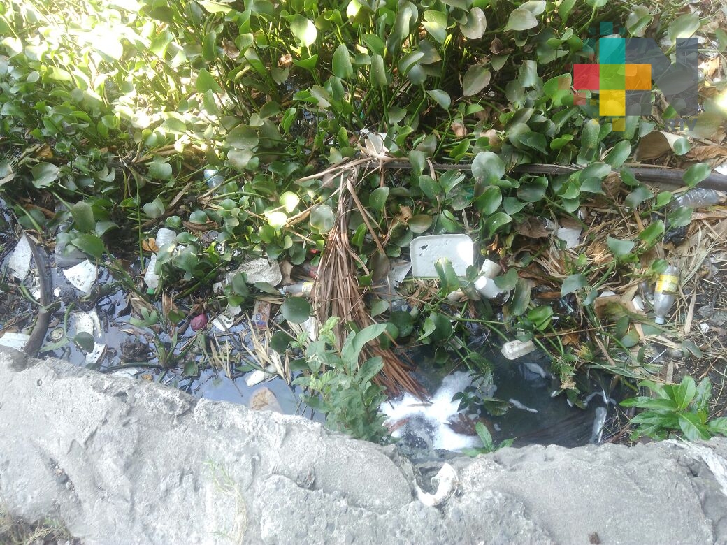 Vecinos de la colonia la Ilusión de Veracruz denuncian carencia de servicios