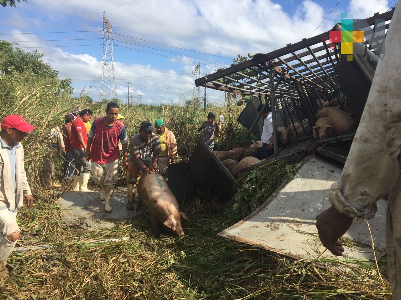 Vuelca tráiler con 140 cerdos en Minatitlán