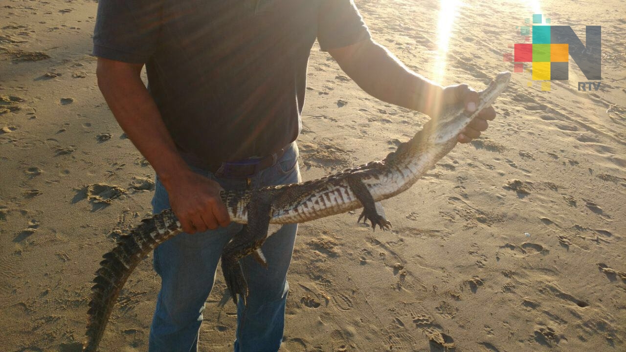 En playa de Coatzacoalcos capturan cocodrilo