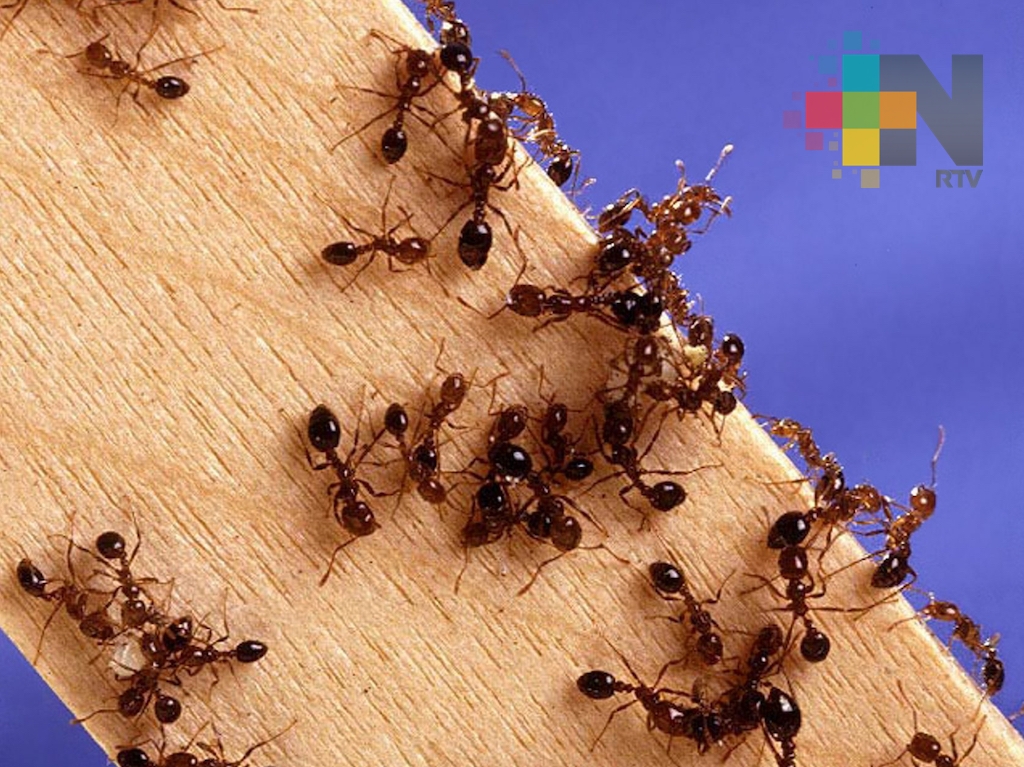 Hongo “parásito” convierte a hormigas en zombis hambrientos