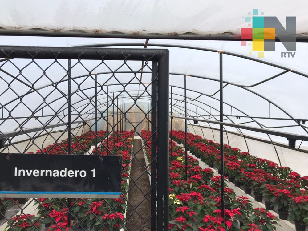 Alumnos de la UV vende flores de nochebuena para habilitar invernaderos
