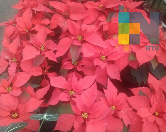 Realizarán segunda edición de la Expo Nochebuena en el parque Zamora de Veracruz