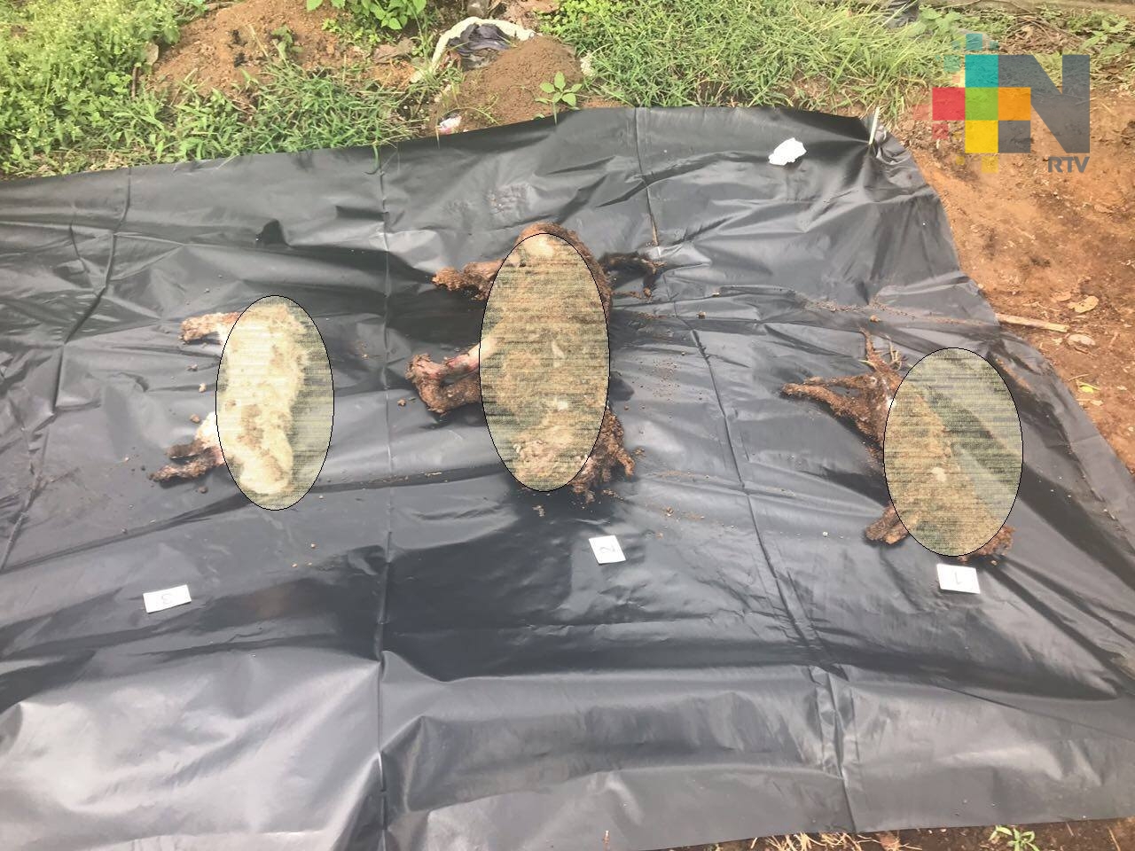 Localiza FEDAYCA 11 cadáveres caninos en Atzacan