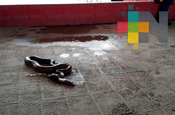 Desinterés de Profepa en la atención de reptiles capturados en Coatzacoalcos