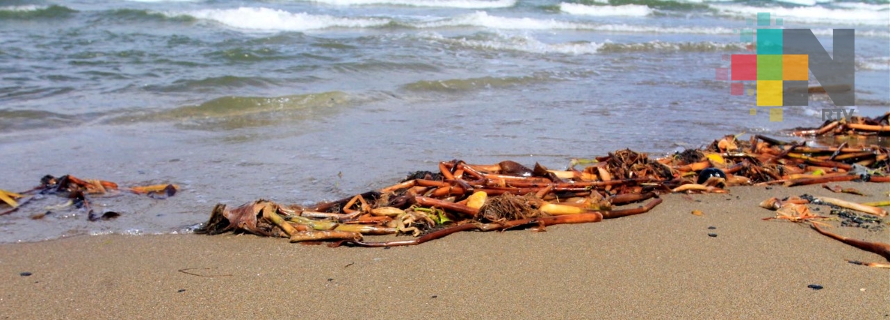 Ayuntamientos que cuentan con playas federales en el sur de Veracruz, incumplen con la limpieza de las mismas