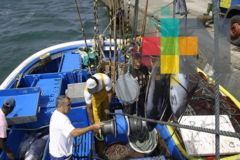 Disminuye captura de atún en el Golfo de México; piden se aplique veda