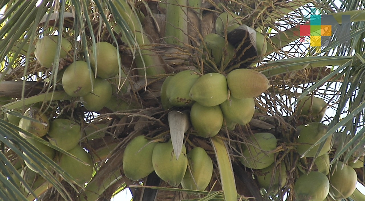 Amarillamiento letal acabó con el 90% de la producción de coco en el sur del estado