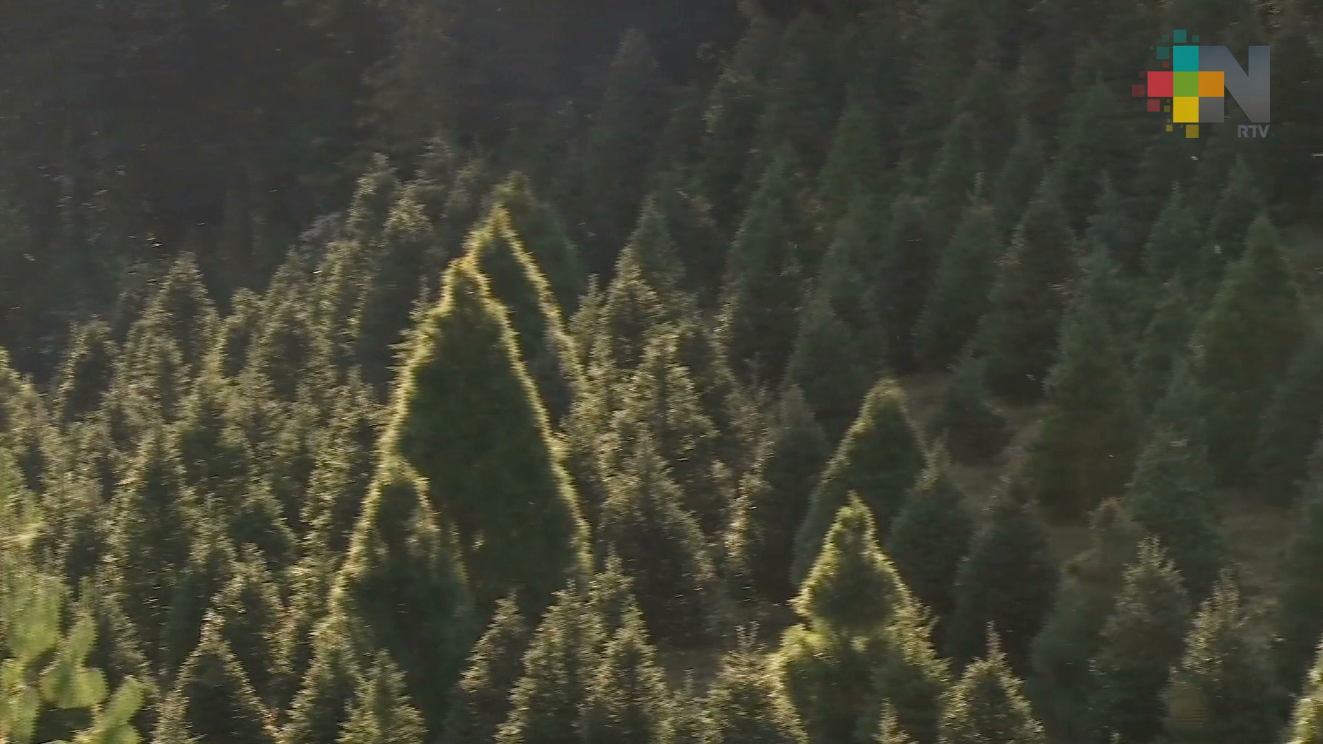 Inicia venta de árboles de navidad