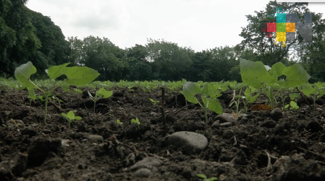 Producen agricultores de Jamapa 160 toneladas de frijol al año