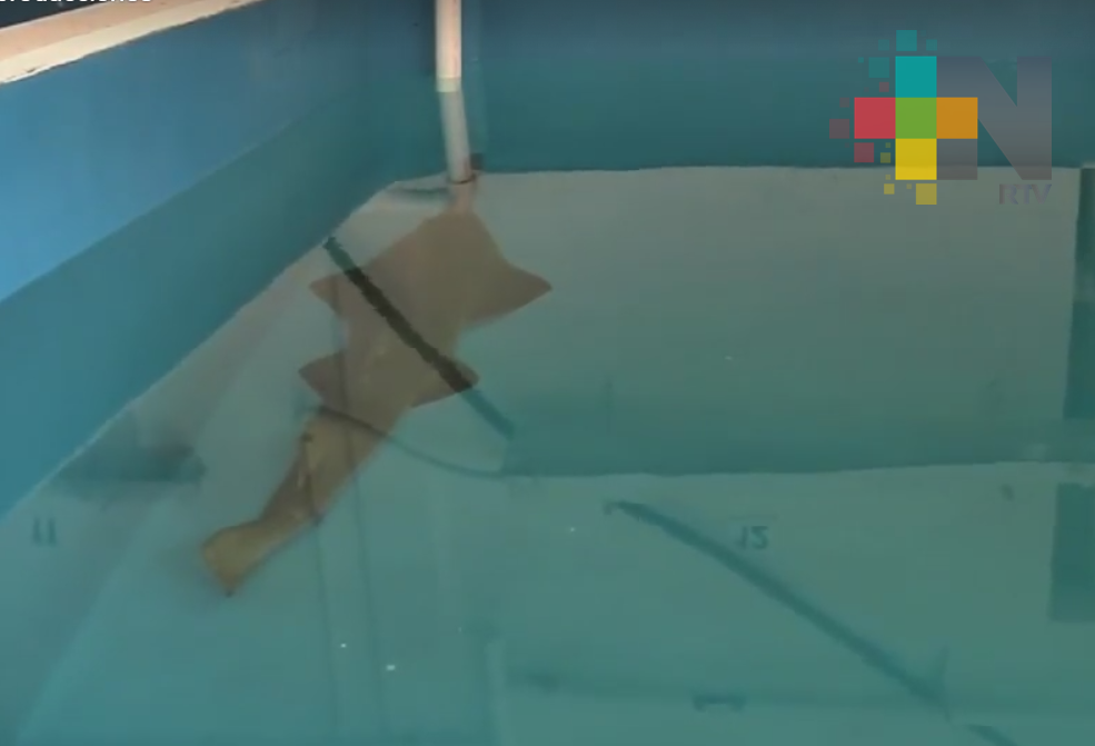 Cuenta el Acuario de Veracruz con un tiburón sierra