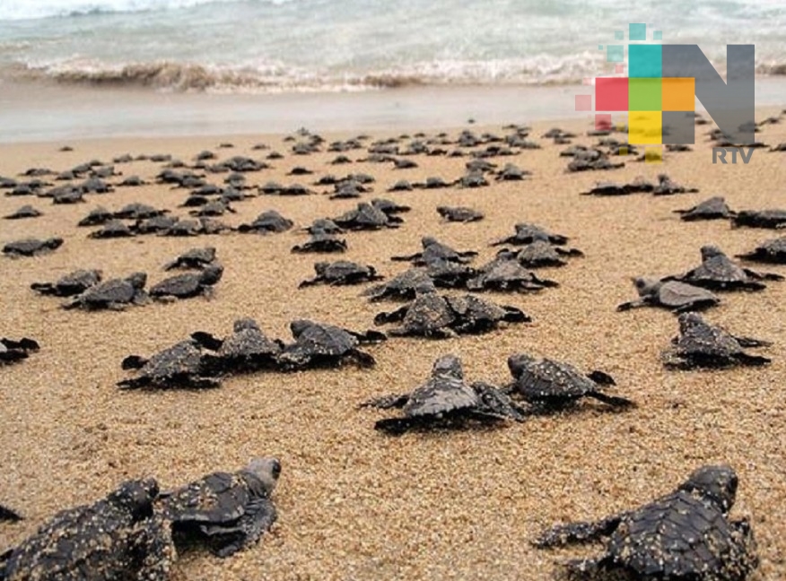 En 2017 se liberaron 25 mil tortugas en la región sur de Veracruz