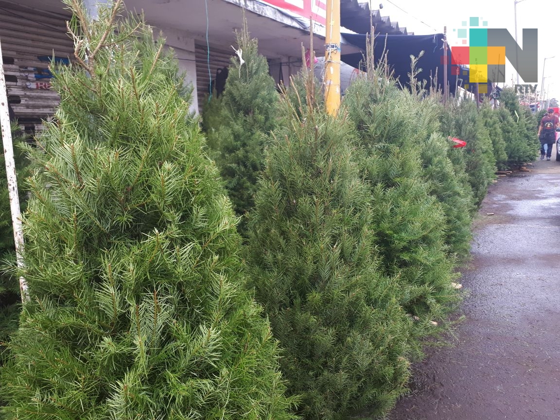 En Veracruz la venta de arboles se mantiene estable