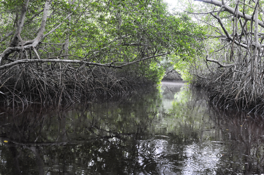 En 20 años los cinturones de vegetación del sur de Veracruz podrían desaparecer, señala estudio