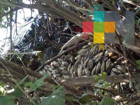 Denuncian mortandad de peces en laguna de Tierra Blanca