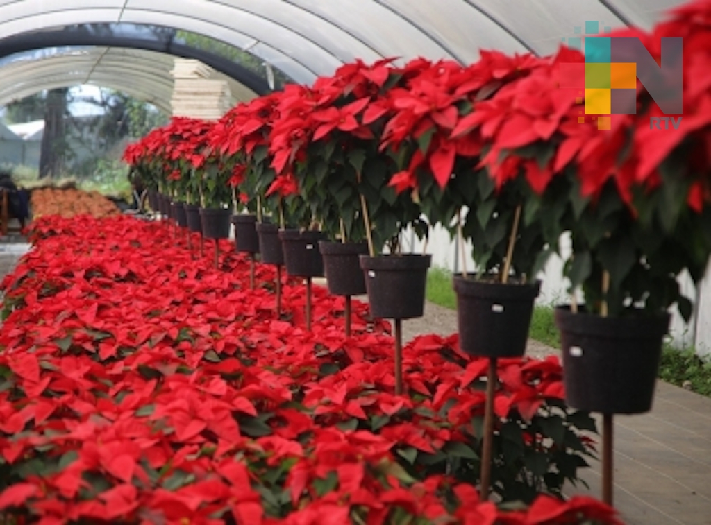 Flor de Nochebuena, un regalo de México para el mundo