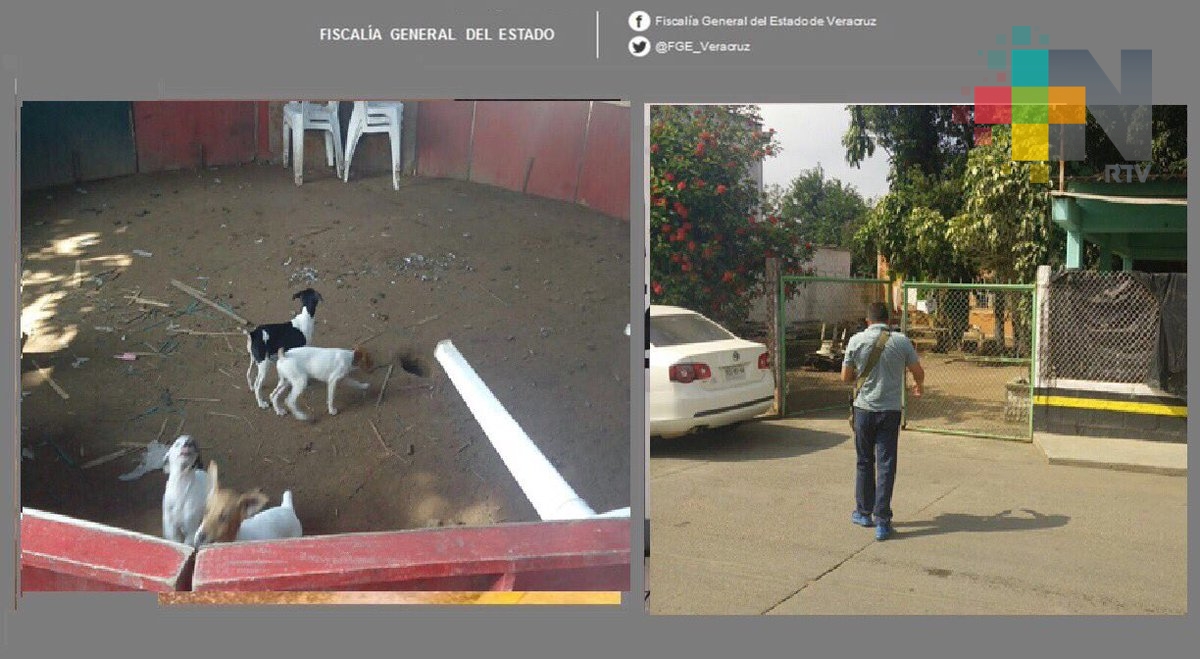 Evita FGE pelea de gallos, en Ciudad Isla