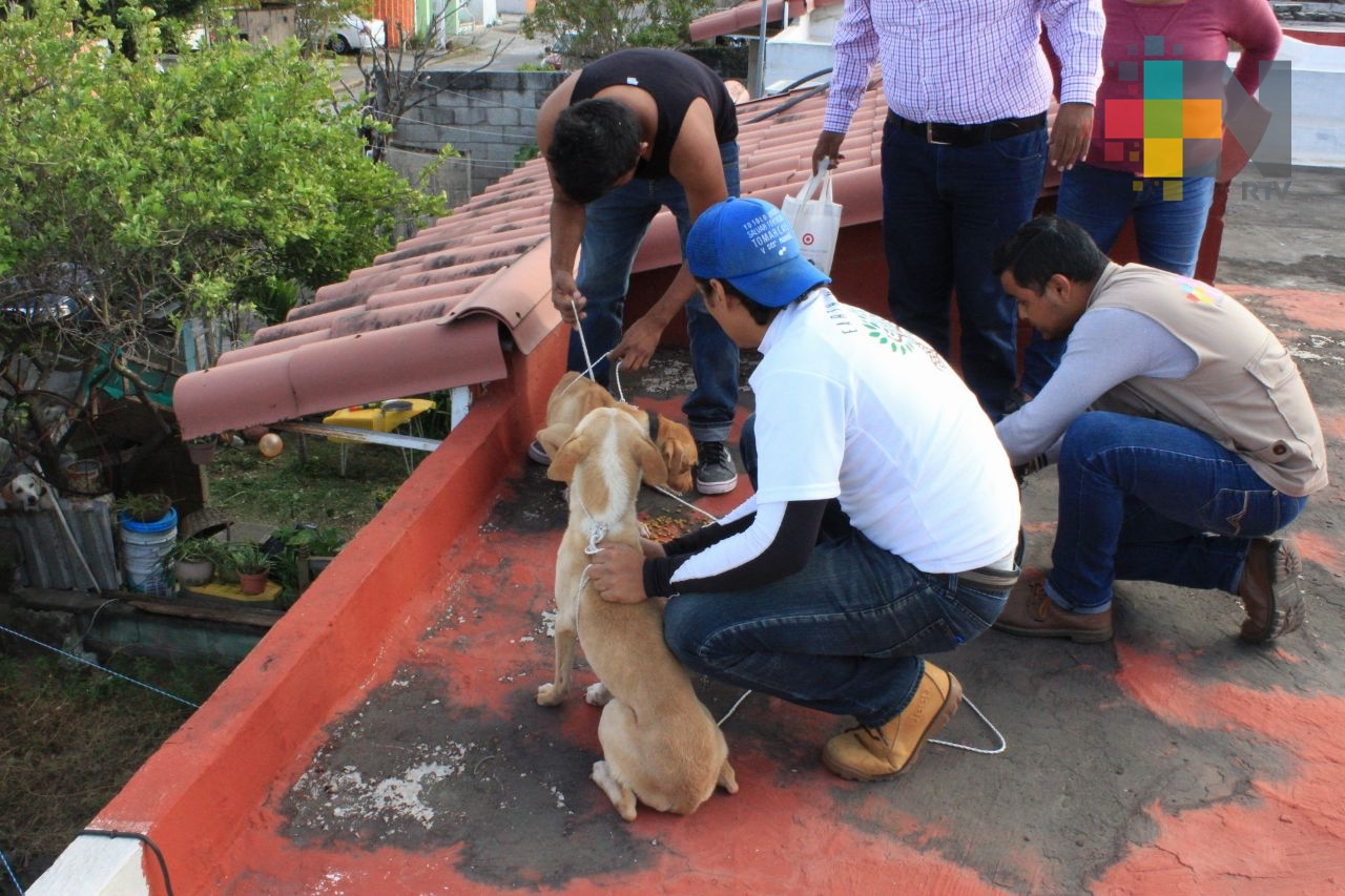 Por abandono, perros se comen entre sí, en el fraccionamiento Geo Villas Los Pinos