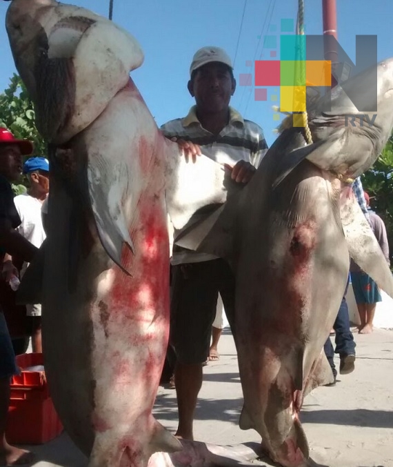 Pescadores encuentran tiburones atrapados en redes de pesca