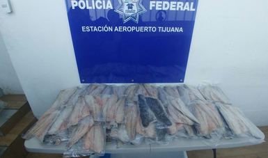 Federales aseguran 104 filetes de Totoaba en aeropuerto de Tijuana