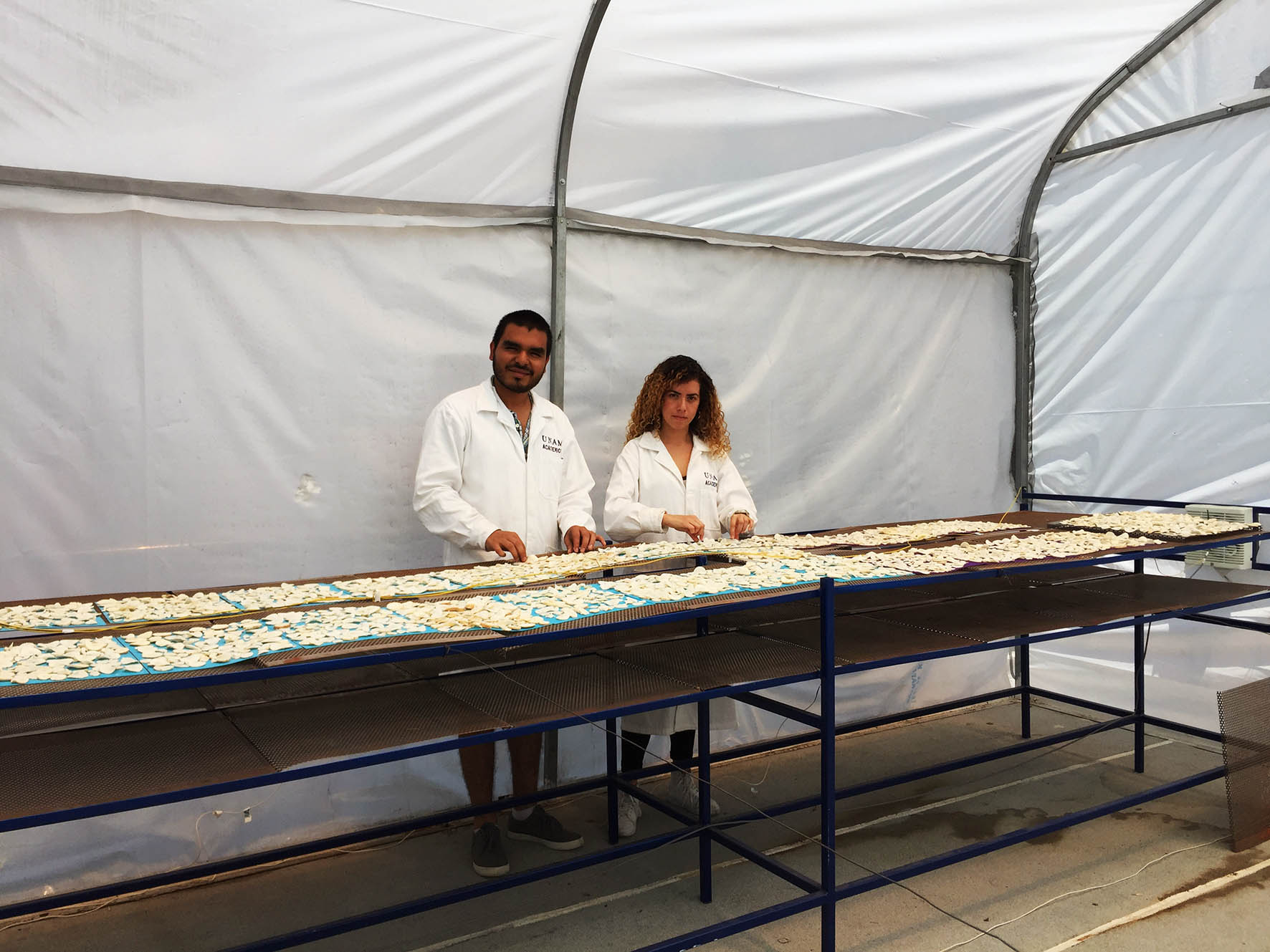 Investigadores de la UNAM proponen convertir invernaderos en secadores solares de alimentos
