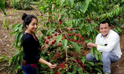 Alumnos del Tec de Zongolica clonan plantas de café en rancho experimental