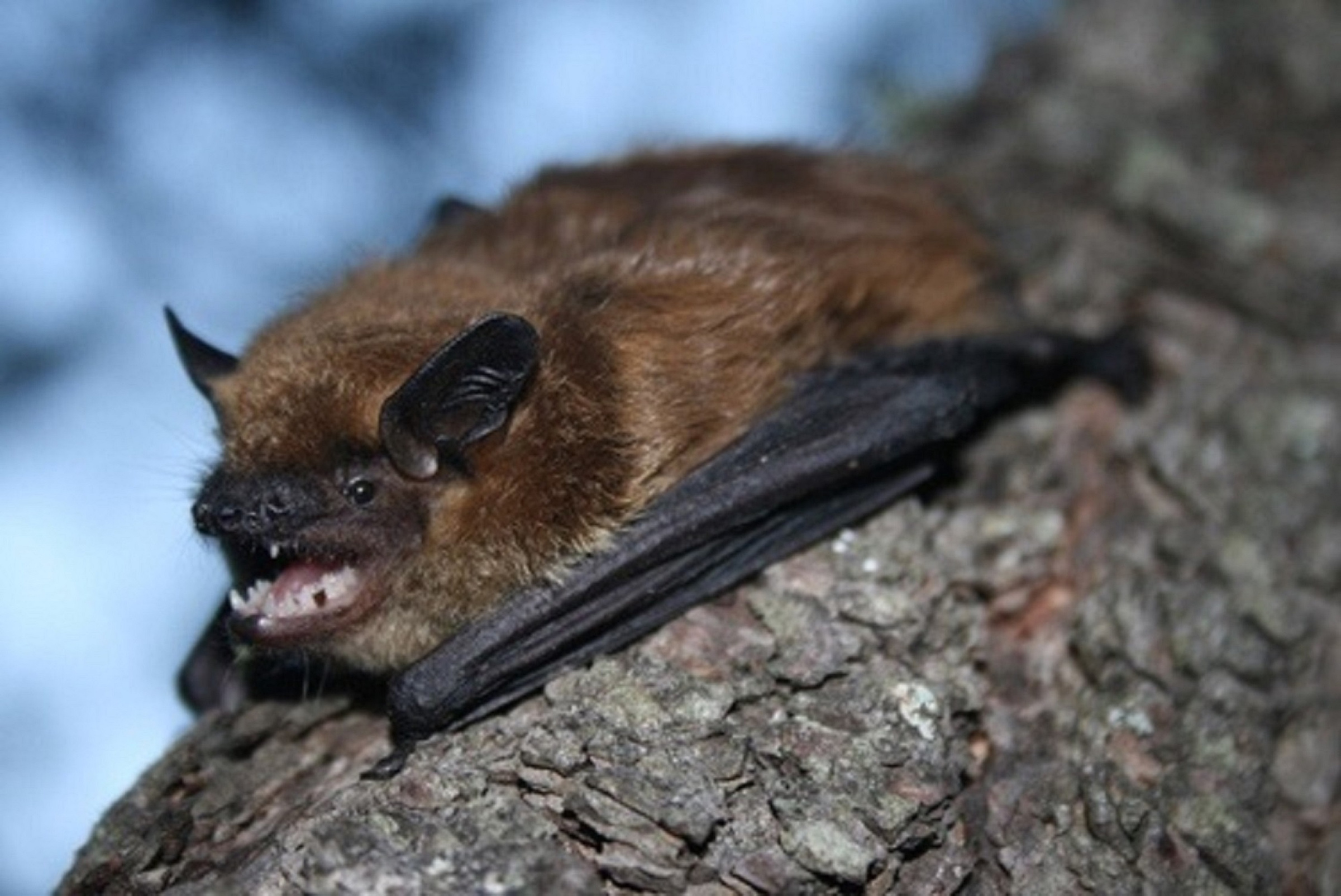 Murciélagos están amenazados, a pesar de ser benéficos al ser humano